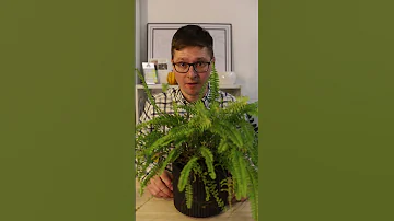 Самые живучие комнатные растения для самых занятых