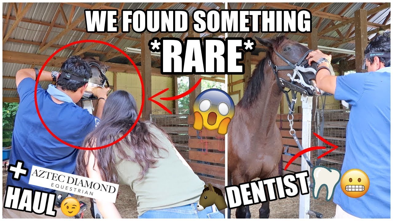 RARE FINDING Inside My HORSE'S MOUTH! + TryOn Haul VLOG YouTube