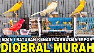 EDAN ! BONGKAR RATUSAN KENARI LOKAL DAN IMPOR LANGSUNG DIOBRAL MURAH MULAI 60 RIBUAN !