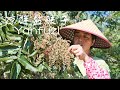 A kind of sour and salty edible seeds are amazing material to make salad|號稱“世界上最鹹的樹”，它的果籽涼拌很美味【乡野莲姐】