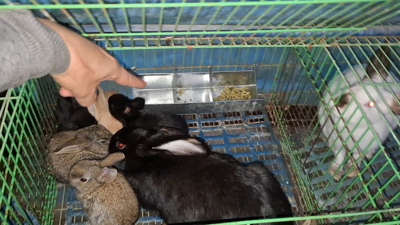 تراكايه تخليك تفطم الارانب كيلو من تحت امه