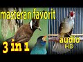 Masteran Murai Batu Ciliin Gacor Kapas Tembak Gacor Tengkek Udang Mp3 - Mp4 Download