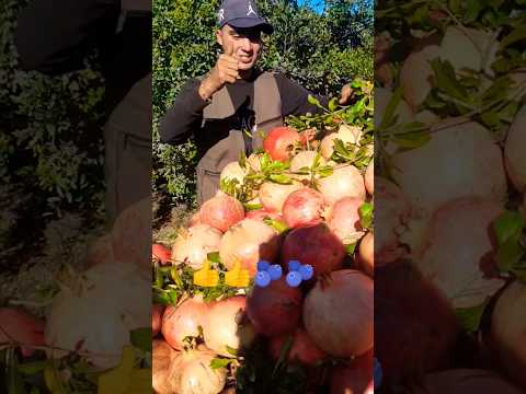 اكتشفوا جمال الرمان الطازج من هذه المزرعة حبات لامعة وطعم رائع مثالية للصحة والتغذية Shorts 