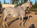 EQUIANDALUSIAN MARE / ESCÁNDALO / Yegua pura raza española torda (Venta)