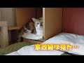 激おこぷんぷん丸　大事な場所を妹に使われて怒る三毛猫