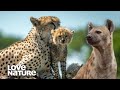 Cheetah Mom Distracts Hungry Hyena from Cubs in Bold Encounter | Love Nature