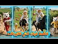 القط مياو في الارياف 
