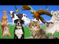 Cute animals around us  cat dog duck otter cow squirrel parrot  animal sounds