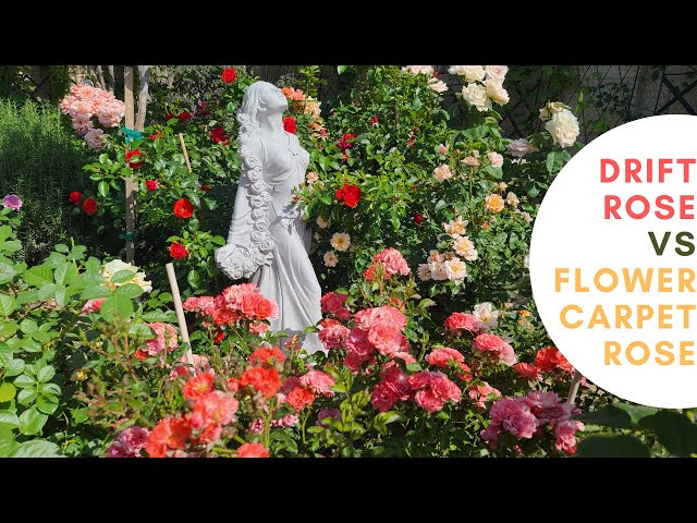 Drift Rose Versus Flower Carpet A Grounder Comparison You