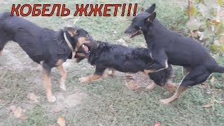 ДВЕ СУЧКИ ДЕРУТСЯ ЗА КОБЕЛЯ! ДВЕ СУЧКИ ДЕРУТСЯ ЗА КОБЕЛЯ!