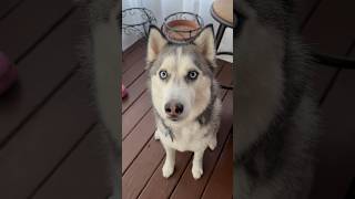 My husky loves to eat fresh roti! #husky #cutedogs #doglife #doglovers #dogshorts #shortsvideo #dogs