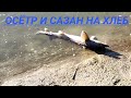 Осётр и сазан на хлеб.