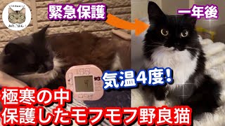 【野良猫から家猫】極寒の中凍えるモフモフな野良猫緊急保護から1年！ by Hana Channel.保護猫ライフ 100,667 views 4 months ago 21 minutes