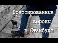 Дрессированные вороны в Стамбуле