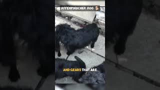 The affenpincher and monkey terrier  #shorts #youtubeshorts #doglover #affenpinscher #affen