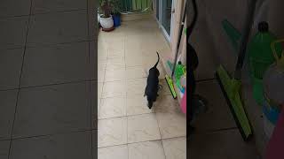 #viral #youtubevideo #youtubeshorts #dog #play #funnydogs #ball #playful #running #cutebaby #new