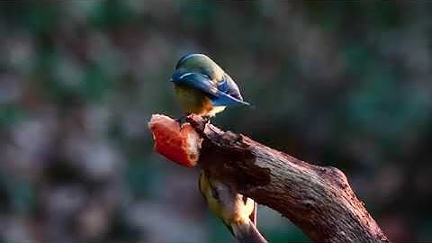 تلاوة ممتعة من سورة النساء بصوت الشيخ عبد الصمد اضعيف