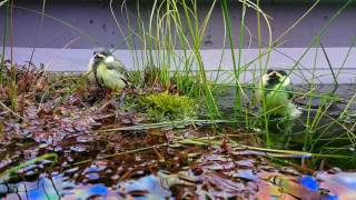 Birds feeling great under Twinstar Light 900E