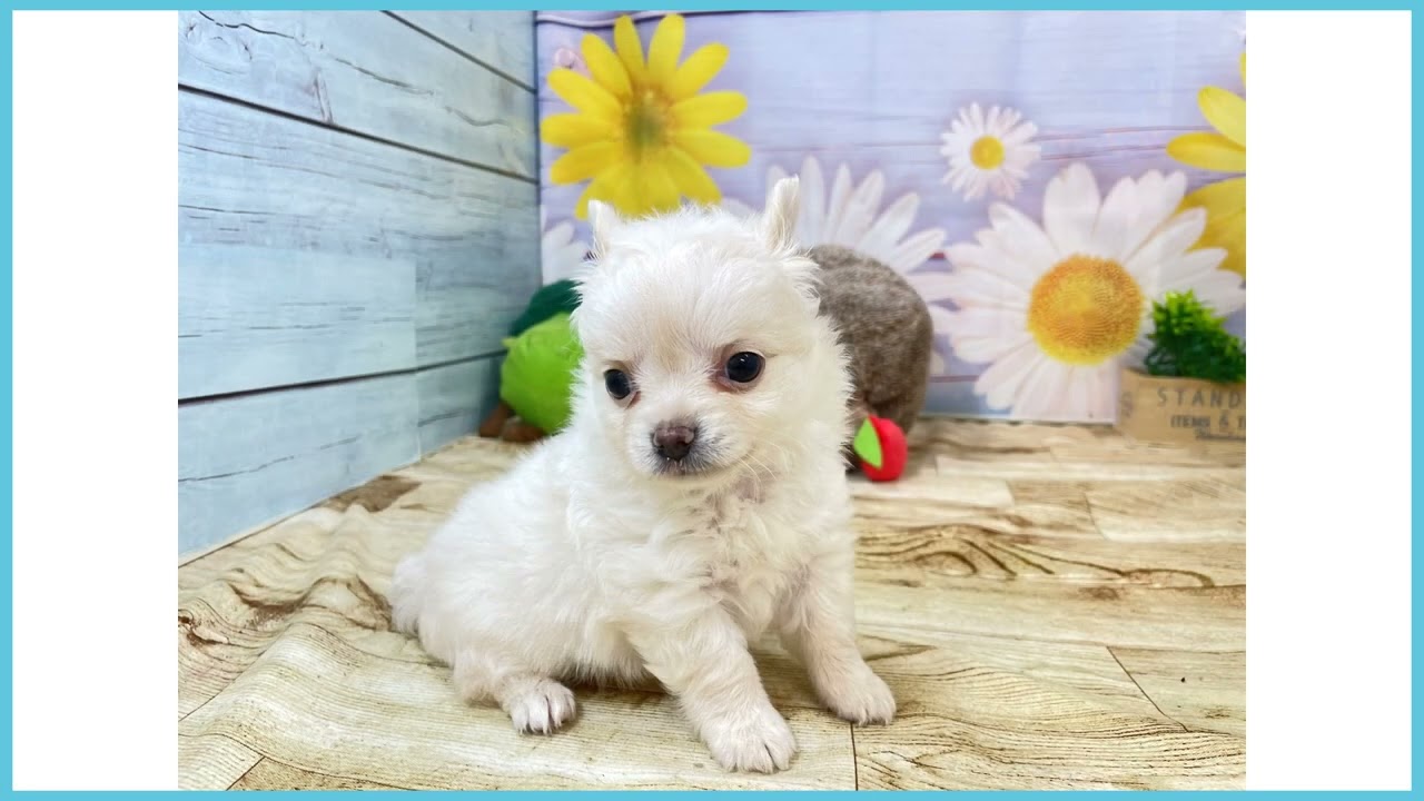 チワワ（ロングコート）の子犬（オス♂） アクロスモール新鎌ケ谷店