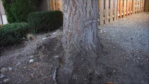 Seattle Home Inspection Trees Your Home in the Seattle | (425) 985-3289 | Call Us!