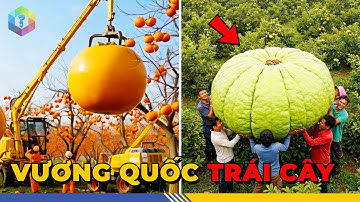 Sững Sờ 8 Vụ Thu Hoạch Trái Cây Điên Rồ Nhất Hành Tinh: Choáng Ngợp VƯƠNG QUỐC TRÁI CÂY