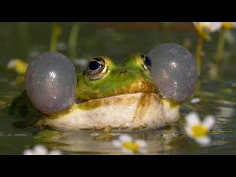 Green Marsh Frog mating call sounds