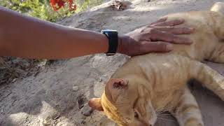 Mountain Cat Not Tiger by CC Strong 268 views 1 year ago 2 minutes, 17 seconds