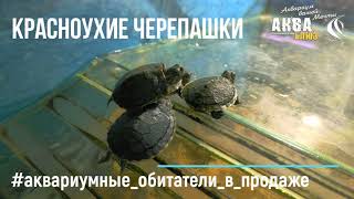 КРАСНОУХИЕ ЧЕРЕПАШКИ | Trachemys scripta | Водная черепаха в террариуме