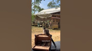 Sambo istirahat dulu pikat kutilang cengkram #pikatkutilangcengkram #bolang #shorts #pikatkutilang