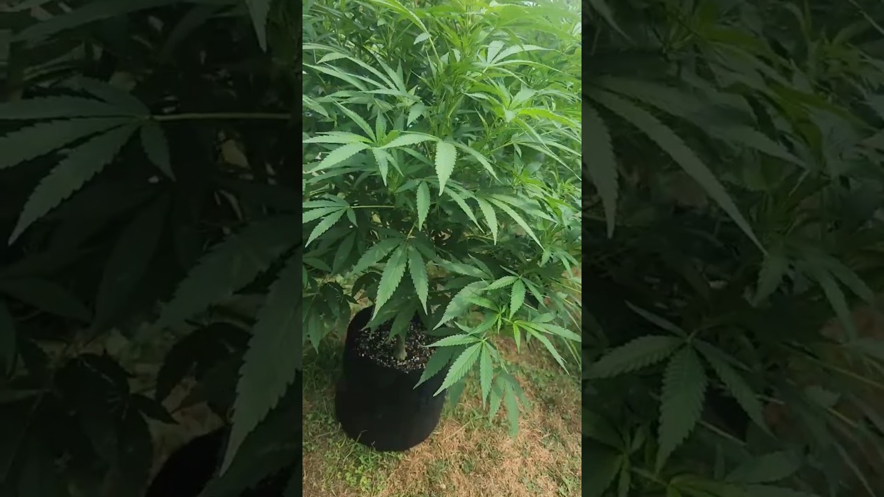 Keeping Ants off your Cannabis Plants 