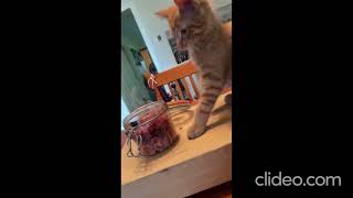 cat with fun #002 #comedy #catshorts #funnyshorts #funnycats #cutecat #viralcomedy #adroblecat #cat