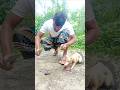 Farmer's Rat hunting 999 #agriculture #skills #farming #viralvideo #hunting