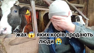 видео: ‼️Жах😱 яких корів продають люди 😭 Шукаємо Нетель 🐮🥛в чому важкість тримання поросят 🐷⁉️ картинка: ‼️Жах😱 яких корів продають люди 😭 Шукаємо Нетель 🐮🥛в чому важкість тримання поросят 🐷⁉️