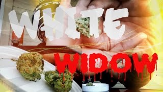 WHITE WIDOW!!!