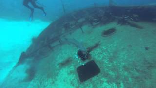 Barracuda attacks lionfish on polespear