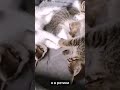 Котята, милые мои котята