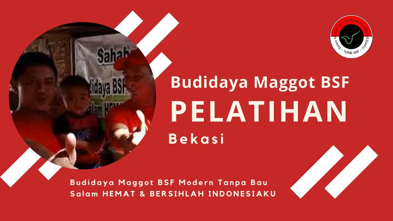 Peluang Baru Usaha Ternak Maggot 2018 - Maggot Pakan Ikan Dan Unggas