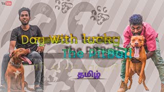 Pitbull Dog Tamil Lucky The Pitbull Madurai Dhampus Vlog