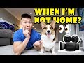 Didn't Know My Corgi Dog Is So Busy While Home Alone || Life After College: Ep. 633