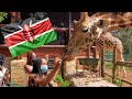 GIRAFFES FEEDING! {THE MANOR, NAIROBI KENYA}