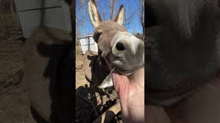 That’s cooper the #minidonkey