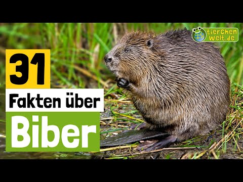 Video: Wann kauen Biber an Bäumen?