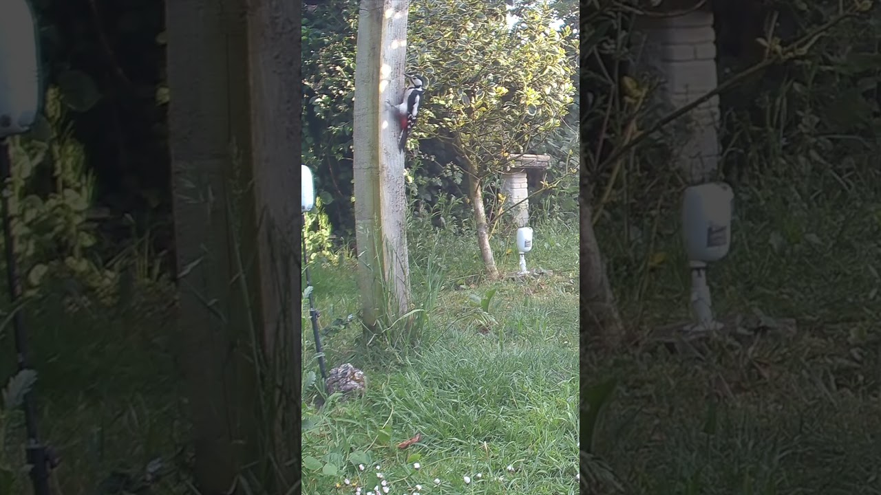 Wild Garden female Great Spotted Woodpecker #shorts