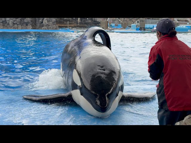 2024/10/27 シャチの公開トレーニング リン&アース編 【13:30 の回