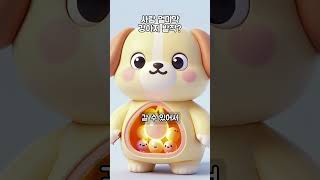 발작까지 간다? 강아지에게 사람 멀미약 함부로 주면 안 되는 이유  #강아지건강