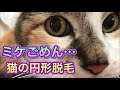 【猫カビ真菌症】猫はげ、病院保護猫さんが感染してしまいました・・・。