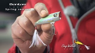 Bantam チャグウォーカー in スプリングシーズン