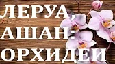 Орхидеи,узамба́рские фиалки,Самара🌺