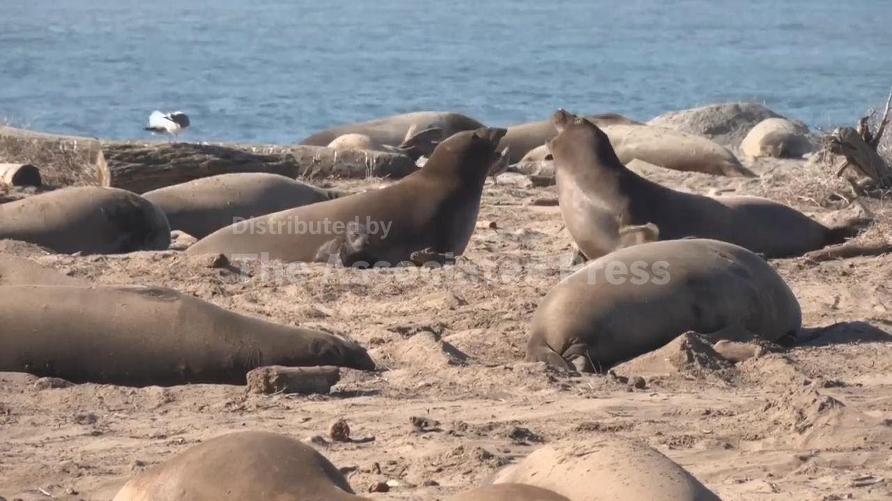 Elephant seals, nature’s heavyweights, haul out along the California coastline
