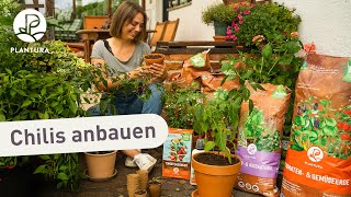 Chili Anbauen 5 Tipps Für Anfänger